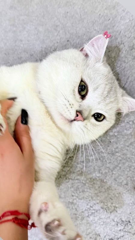 Вязка , кот ищет опытную милфу Вязка , кот ищет опытную милфу