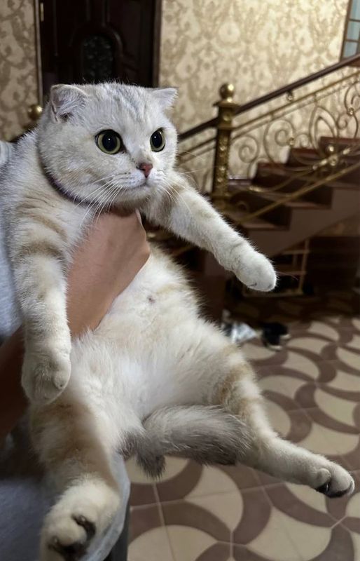 SCOTTISH FOLD Silver Shinshilla