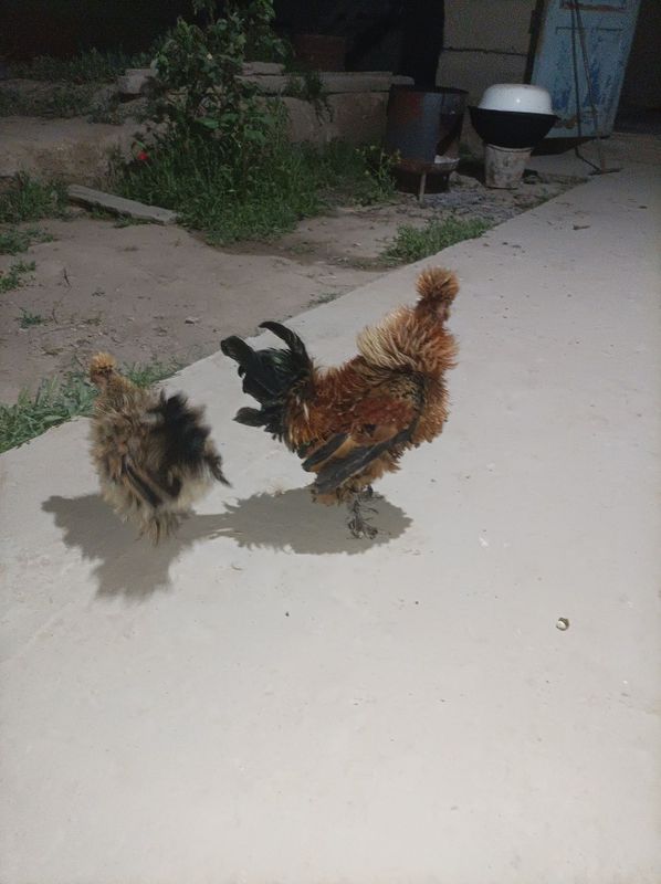 Yaponcha dekarotiv chappa qanot narxi 250000 ming Yaponcha dekarotiv chappa qanot narxi 250000 ming
