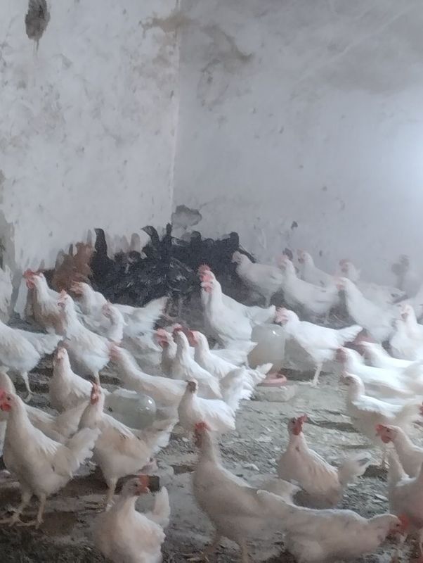 Жужалар сотилади..! Товуқ хуроз курка урдак товус..! Жужалар сотилади..! Товуқ хуроз курка урдак товус..!