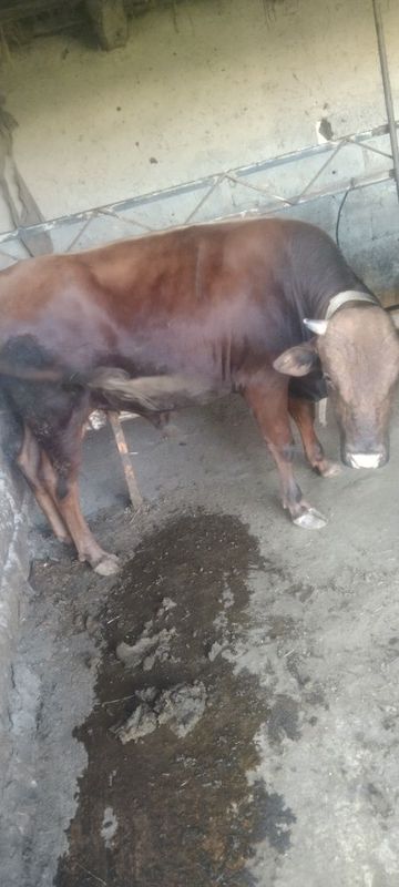 Buqalar sotiladi 3dona sòyishga xam boqishga xam bòladi Buqalar sotiladi 3dona sòyishga xam boqishga xam bòladi