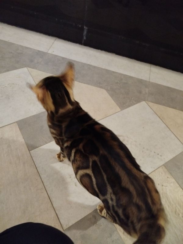 Bengal qiz bola yaqinda tug'ad