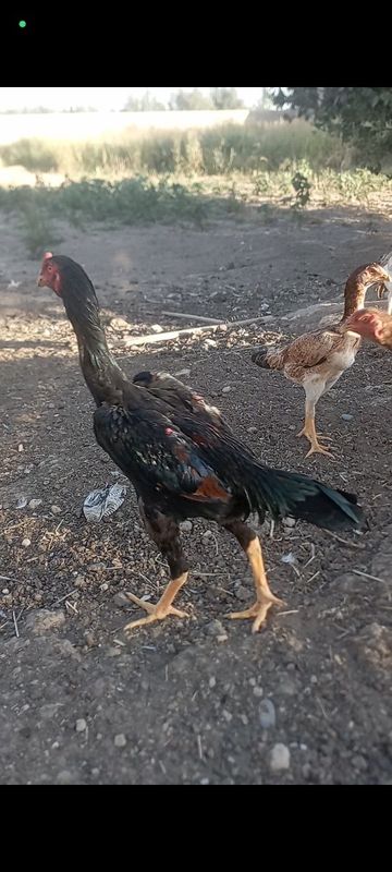 Немецкий о шамо 6 ойлик болди сотилади