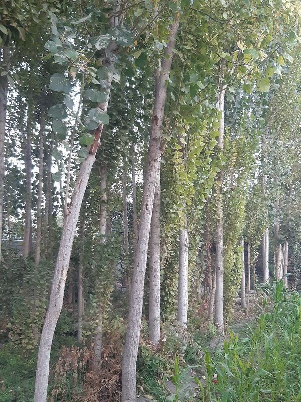 Teraklar sotiladi
