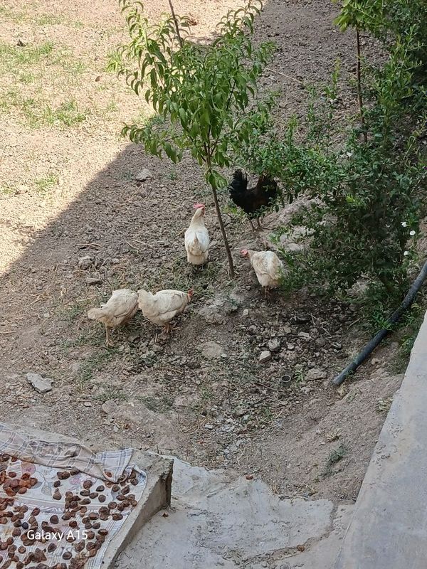 Tovuq Xuroz sotiladi