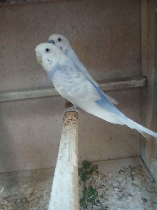 Tayyor paralar sotiladi soglom Tayyor paralar sotiladi soglom