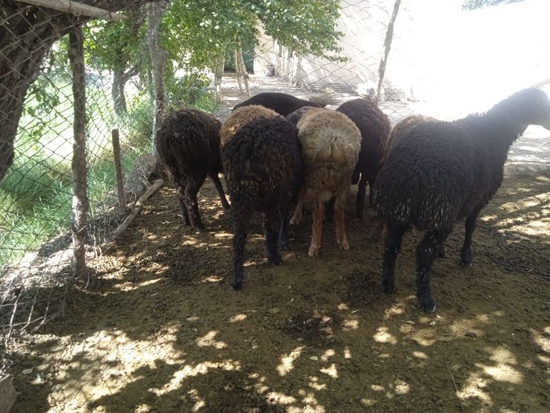 Qurbonlikka sotiladigan qoʻchqor barralar