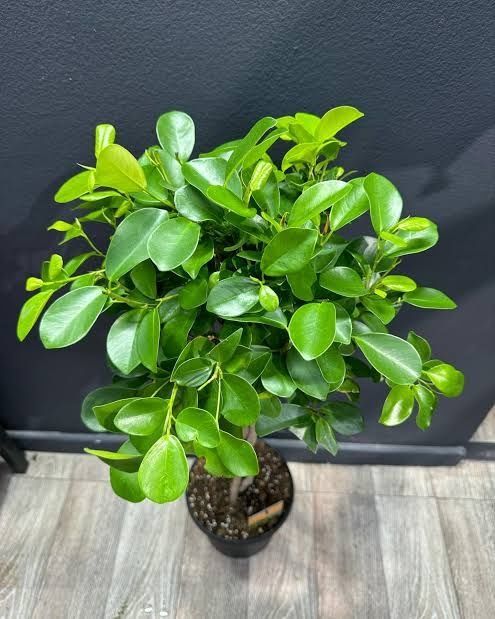 Фикус мокламе, ficus moclame