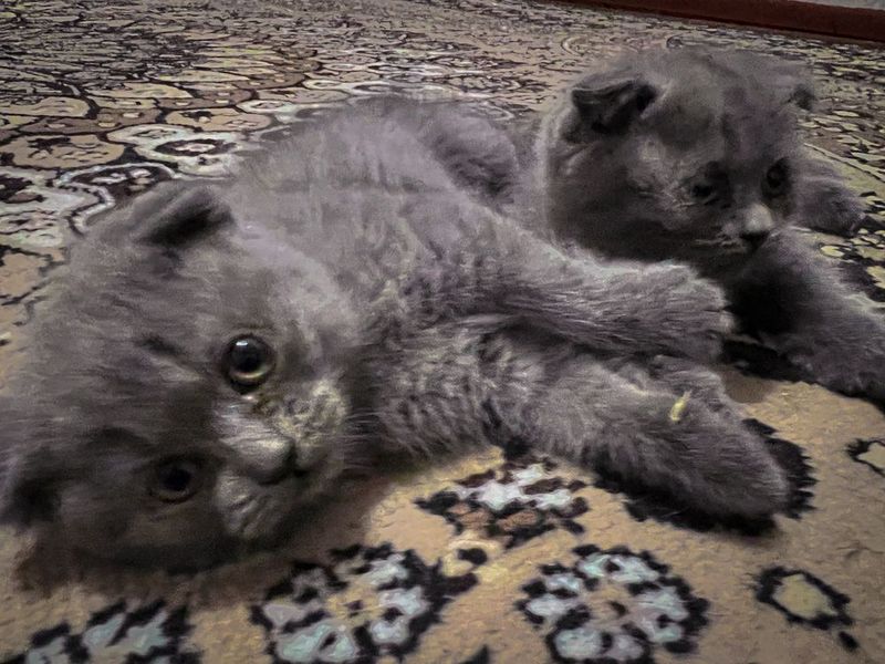 Scottish fold qizbola mushukcha