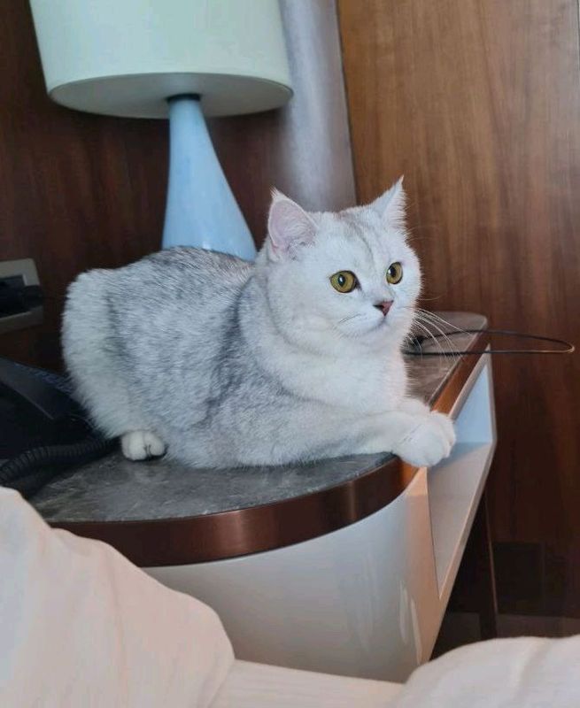 продается шотландская кошка. продается шотландская кошка.