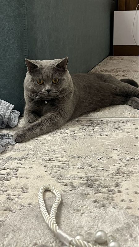Срочка нужна девочка кошка. Срочка нужна девочка кошка.
