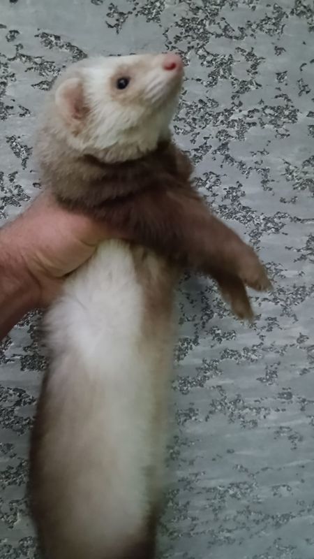 Продам хорька мальчика. Кострированвй Продам хорька мальчика. Кострированвй