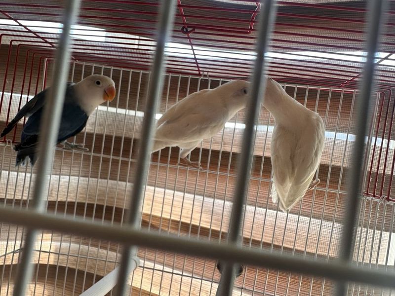 Nerazlushka Opaline Nerazlushka Opaline