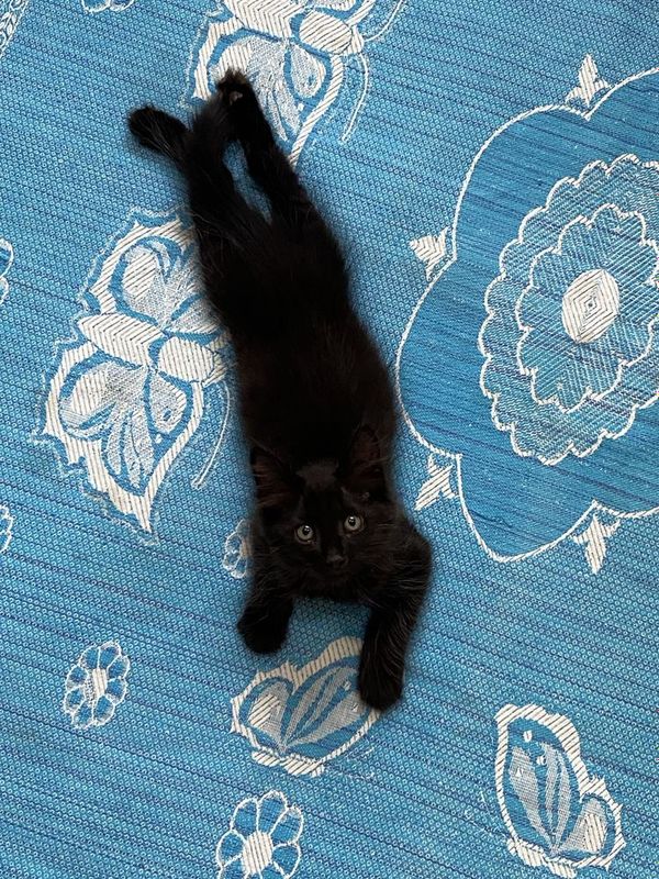 Котик, отдам даром. Mushukcha, bepul.