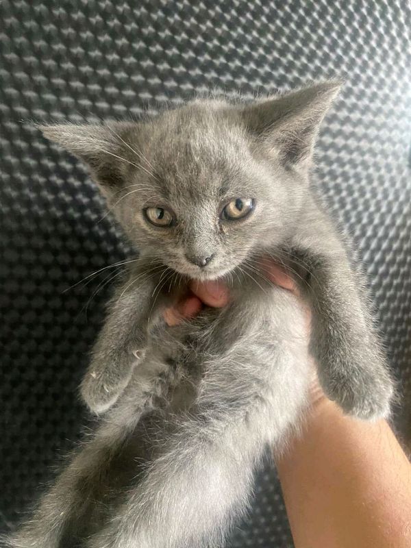 Шотландский мушук Шотландский мушук