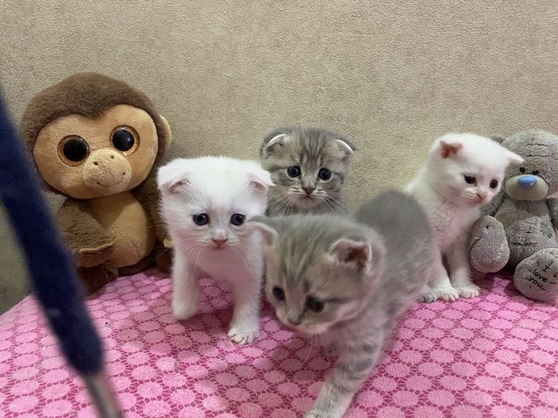 Продам котят Scottish Fold и Scottish Straight Продам котят Scottish Fold и Scottish Straight
