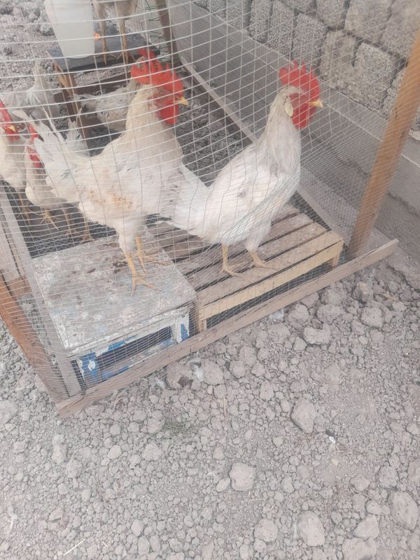 Хўрозлар 4 ойлик Хўрозлар 4 ойлик