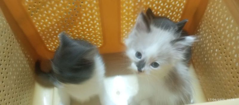 Mushuklar sotiladi 2 oylik qiz bola dastavka yoʻq oʻzi olib ketish