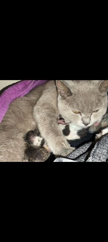 котята метис британки и уличного кота котята метис британки и уличного кота