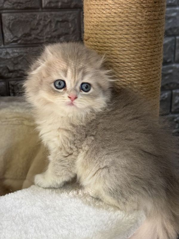 Шотландский скоттиш фолд Шотландский скоттиш фолд