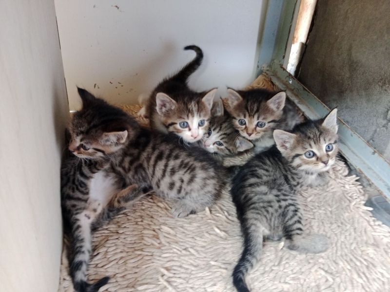 Котят в хорошие руки бесплатно Котят в хорошие руки бесплатно