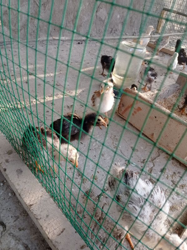 1 ойлик хонаки жужалар 1 ойлик хонаки жужалар