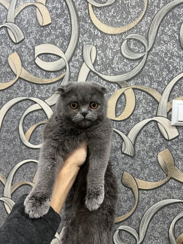 Scottish fold mushuk qiz bola