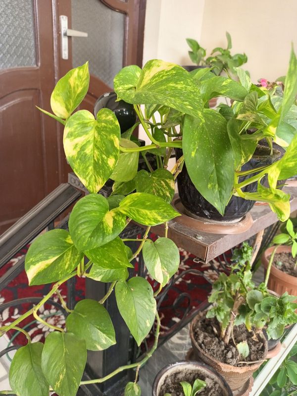 Money Plant, Golden Pothos, Scindapsus, Epipremnum Aureum,Pul guli. Money Plant, Golden Pothos, Scindapsus, Epipremnum Aureum,Pul guli.