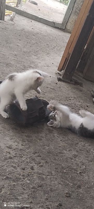 Mushuk bollari sotiladi Mushuk bollari sotiladi