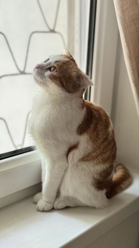 Шатландская вислоухая кошка Шатландская вислоухая кошка