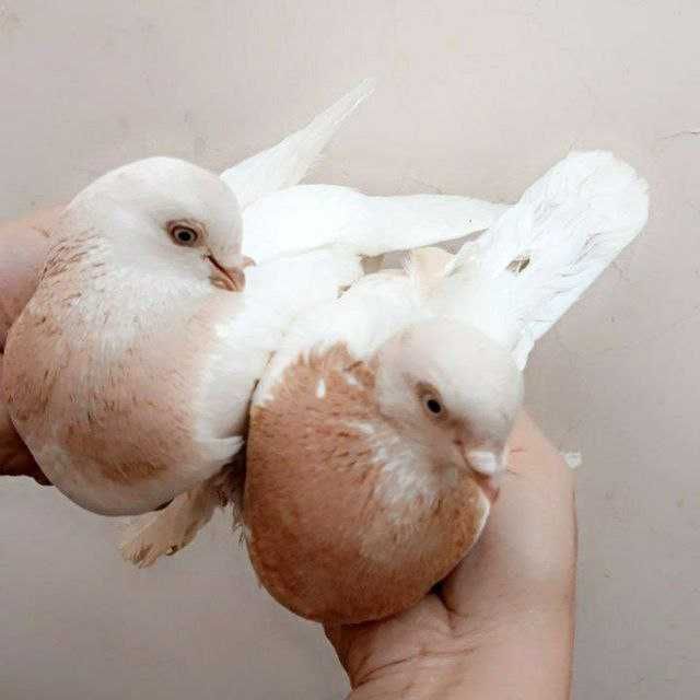 kabutar sotiladi