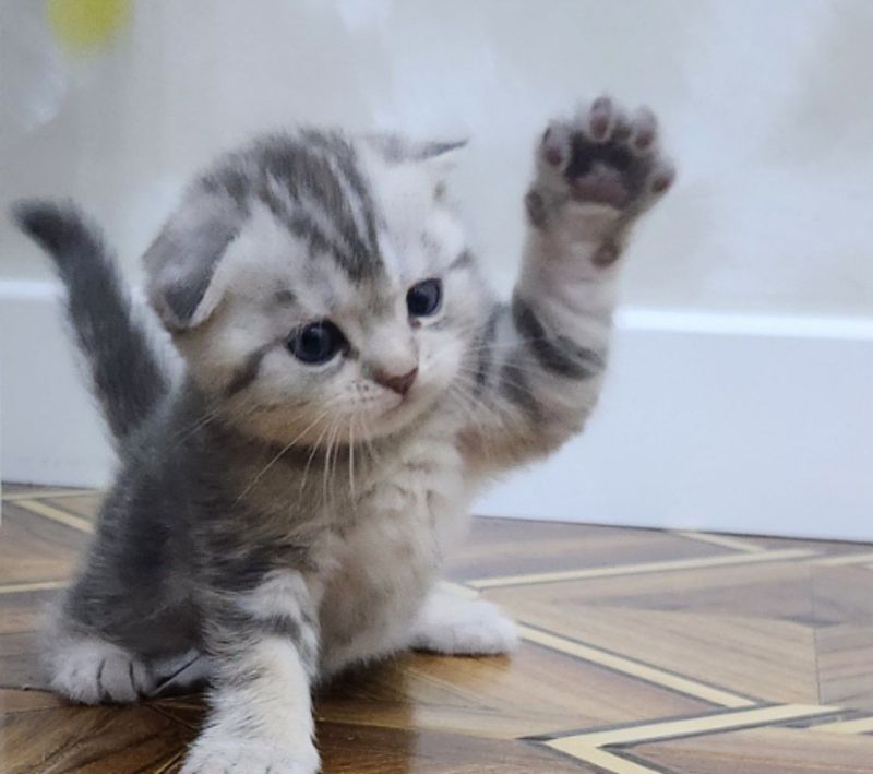 На продаже котята скотиш страйт На продаже котята скотиш страйт
