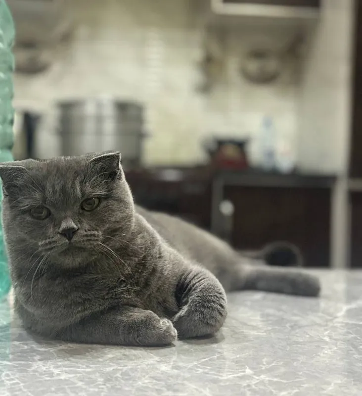 Шотландская вислоухая кошка