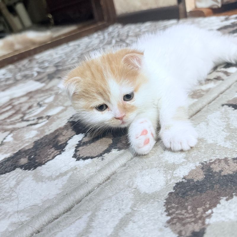 Шотландский скоттиш флод
