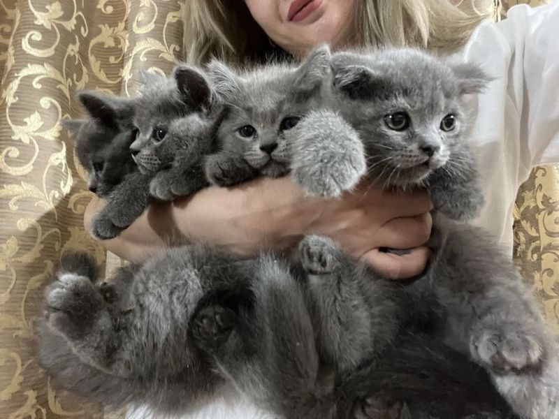 Продается британские котят Продается британские котят