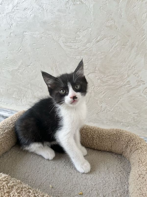 Котёнок. Не породистая Котёнок. Не породистая