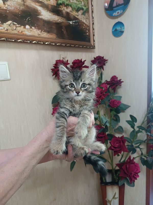 Сибирский котёнок ! Сибирский котёнок !