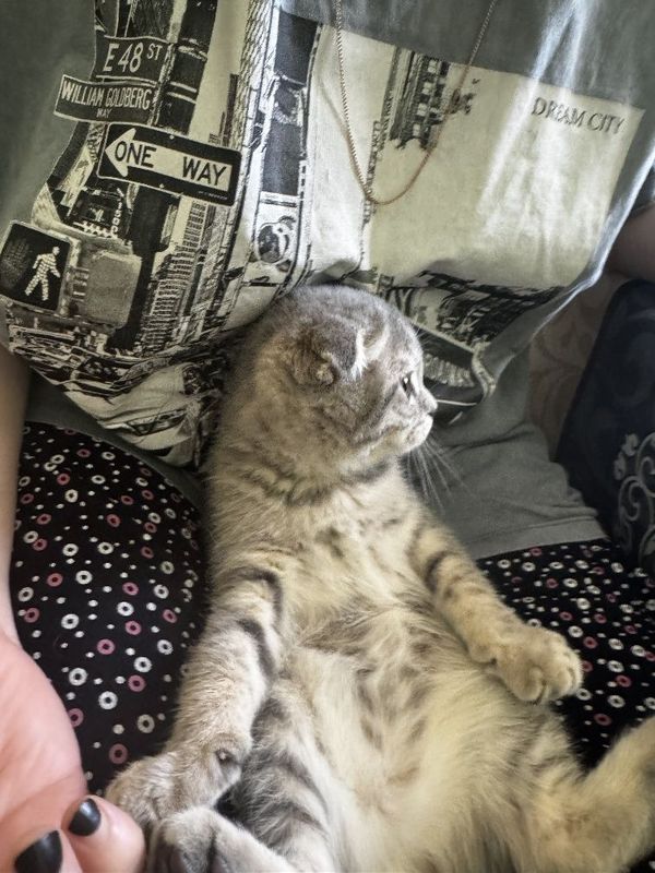 Шотландский скоттиш фолд Шотландский скоттиш фолд