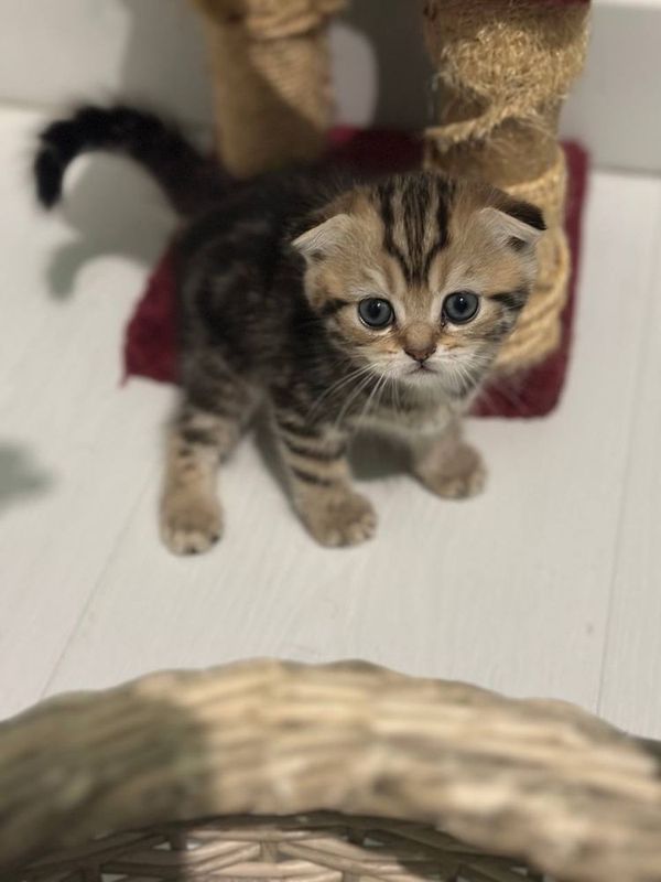 Котята скоттиш фолд