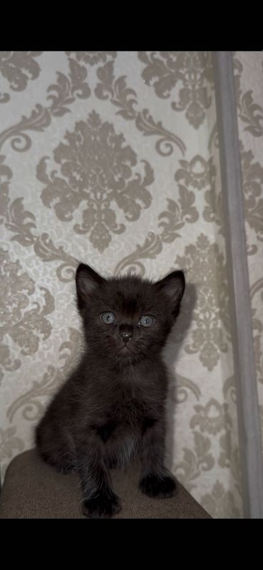 Котенок маленький Котенок маленький