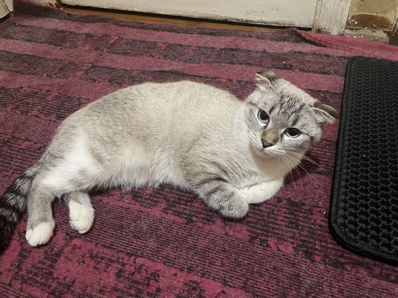 Продается кошка. Продается кошка.