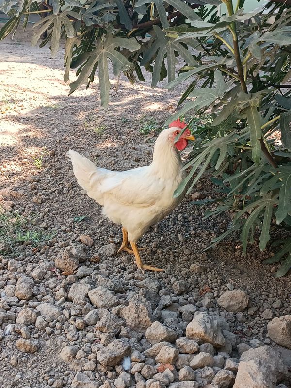 Horoz sotiladi... Horoz sotiladi...