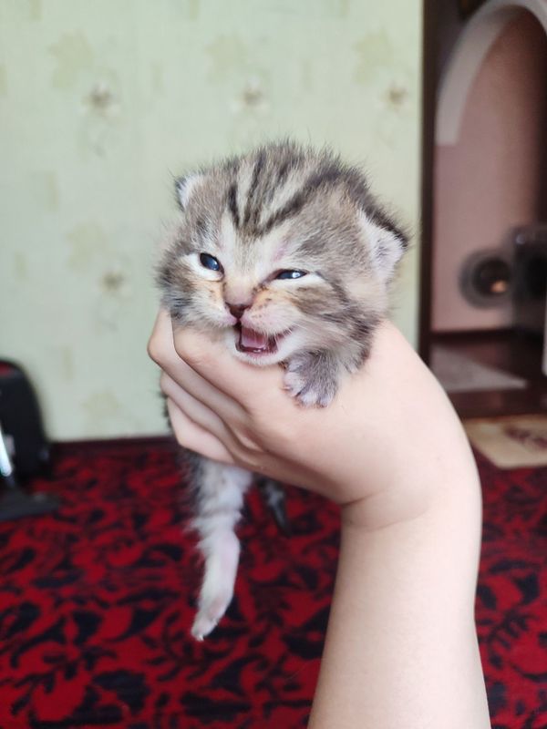 Mushuk bolasi qiz Mushuk bolasi qiz