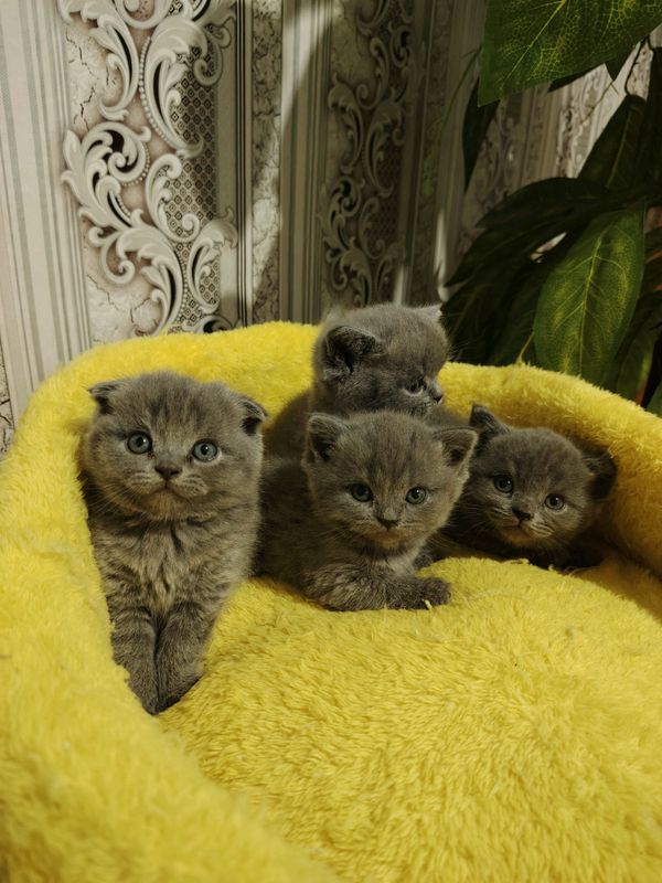 Продается Шотландская вислоухая кошка Продается Шотландская вислоухая кошка