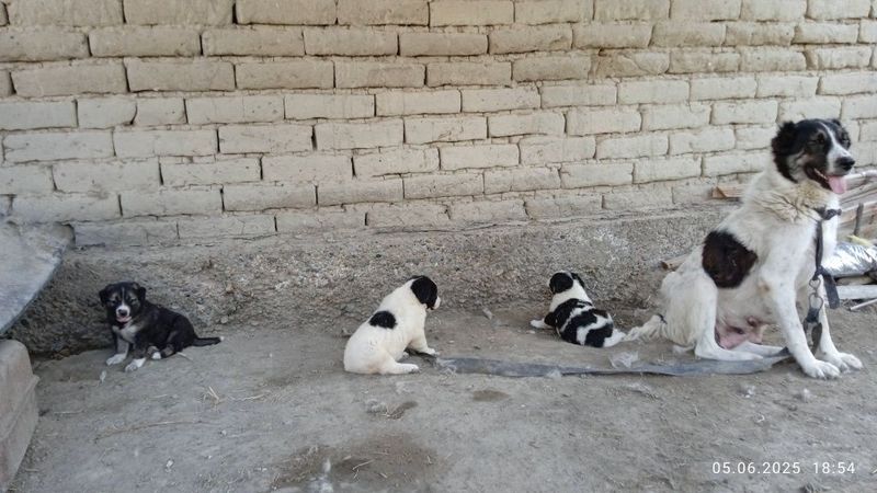 Чупон ит болалари Чупон ит болалари