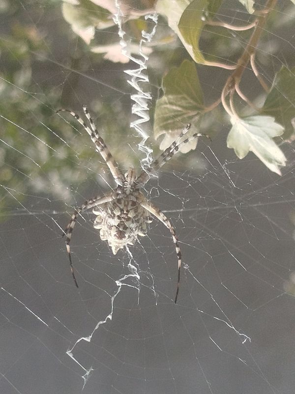 Argiope lobata oʻrgimchak sotiladi Argiope lobata oʻrgimchak sotiladi
