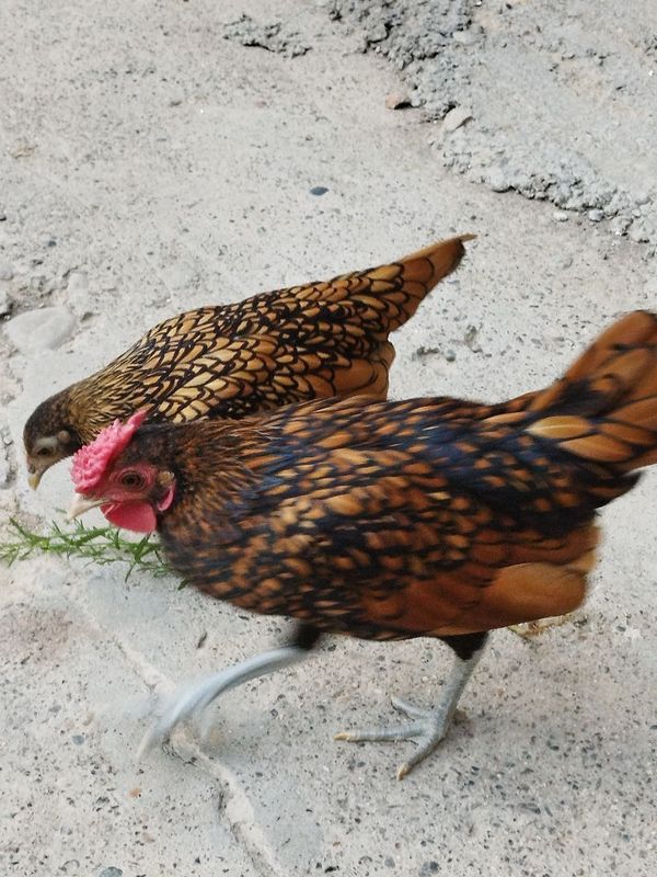 Yapon jojalar 5 oylik Yapon jojalar 5 oylik