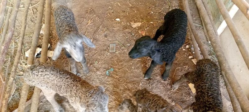 Barra sut bilan yirik 650000 Barra sut bilan yirik 650000