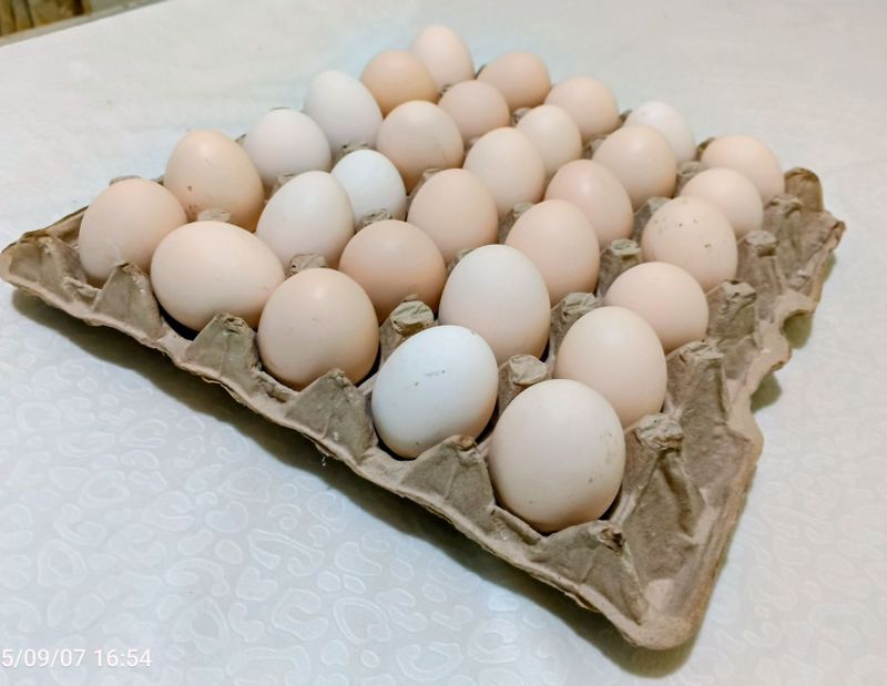 Домашние куриные яйца Домашние куриные яйца