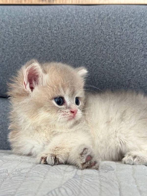 Бритасние котята золотой шиншиллы Бритасние котята золотой шиншиллы